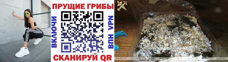 Купить  Орлов  Псилоцибиновые грибы мицелий 